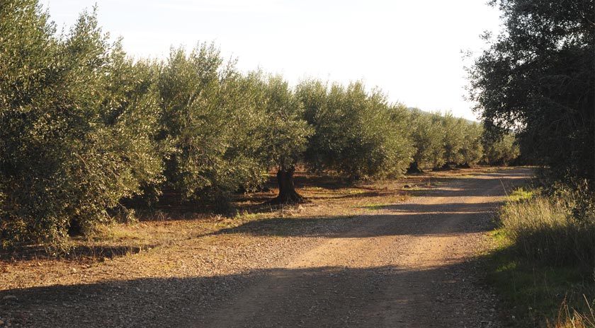 Agrícola de Bràfim