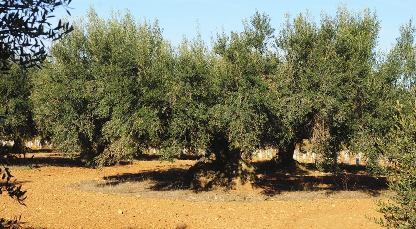 Agrícola de Bràfim