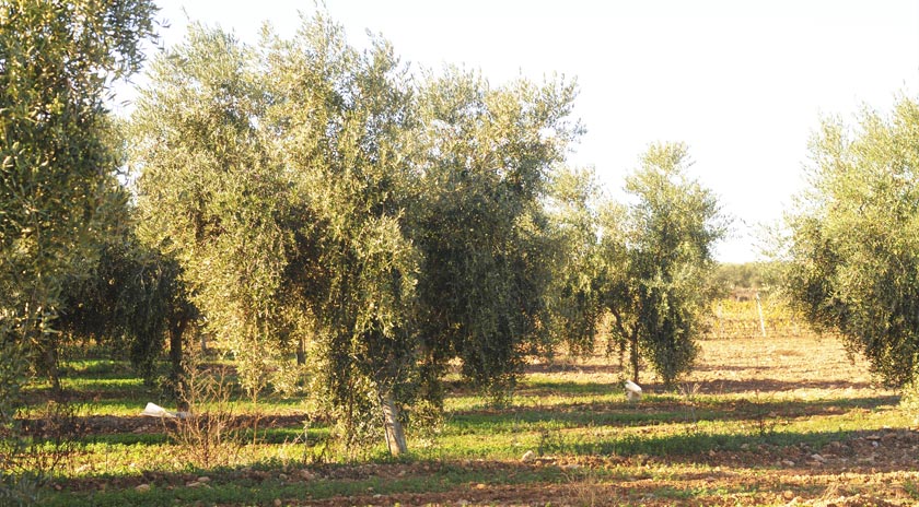 Agrícola de Bràfim