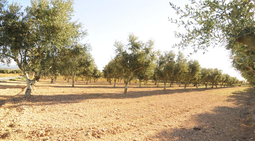 Agrícola de Bràfim