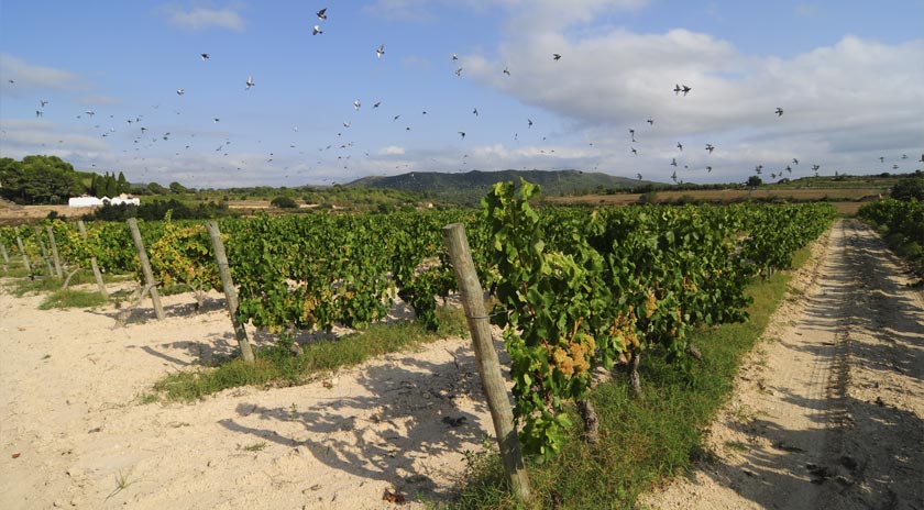 Agrícola de Bràfim