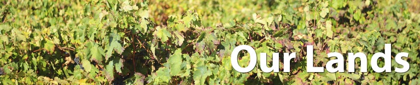 Agrícola de Bràfim